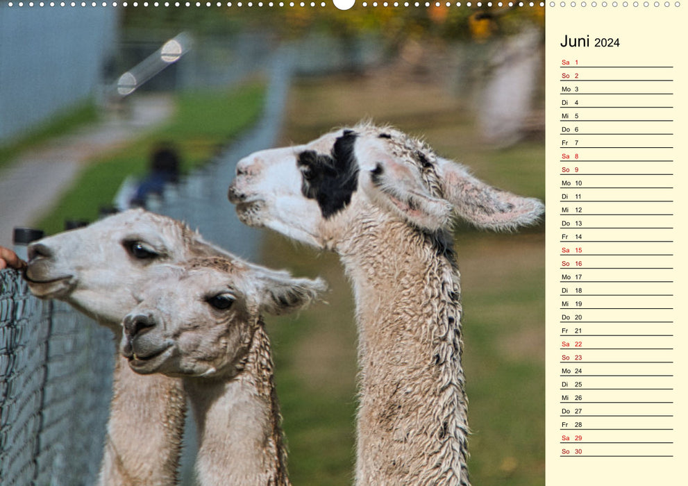 Llamas and alpacas - South American beauties (CALVENDO wall calendar 2024) 
