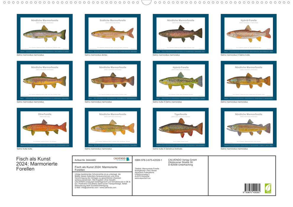 Fisch als Kunst 2024: Marmorierte Forellen (CALVENDO Wandkalender 2024)