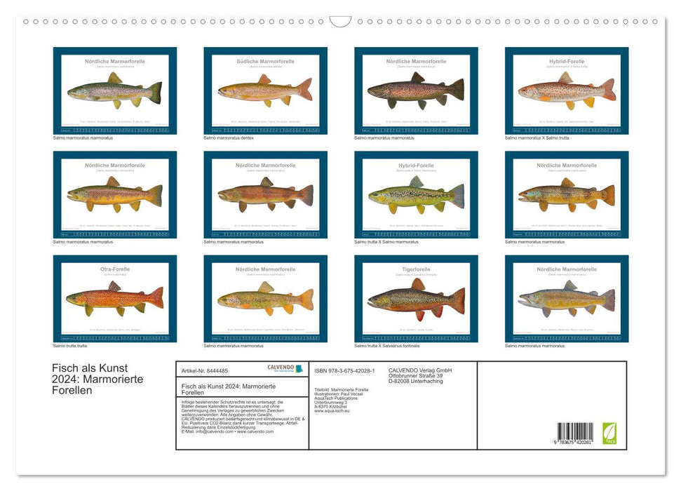 Fisch als Kunst 2024: Marmorierte Forellen (CALVENDO Wandkalender 2024)