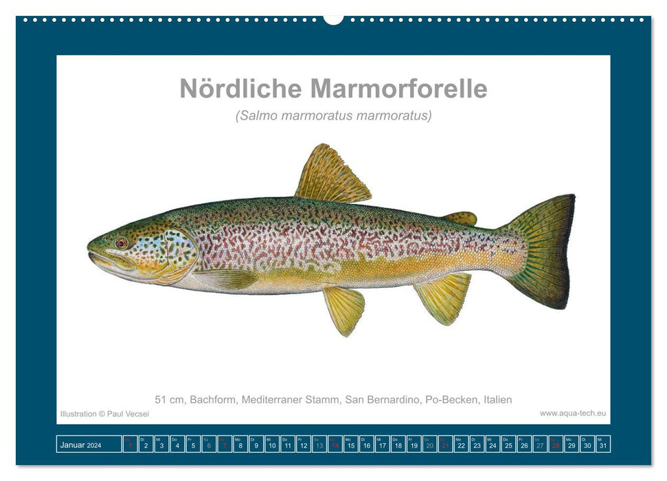 Fisch als Kunst 2024: Marmorierte Forellen (CALVENDO Wandkalender 2024)