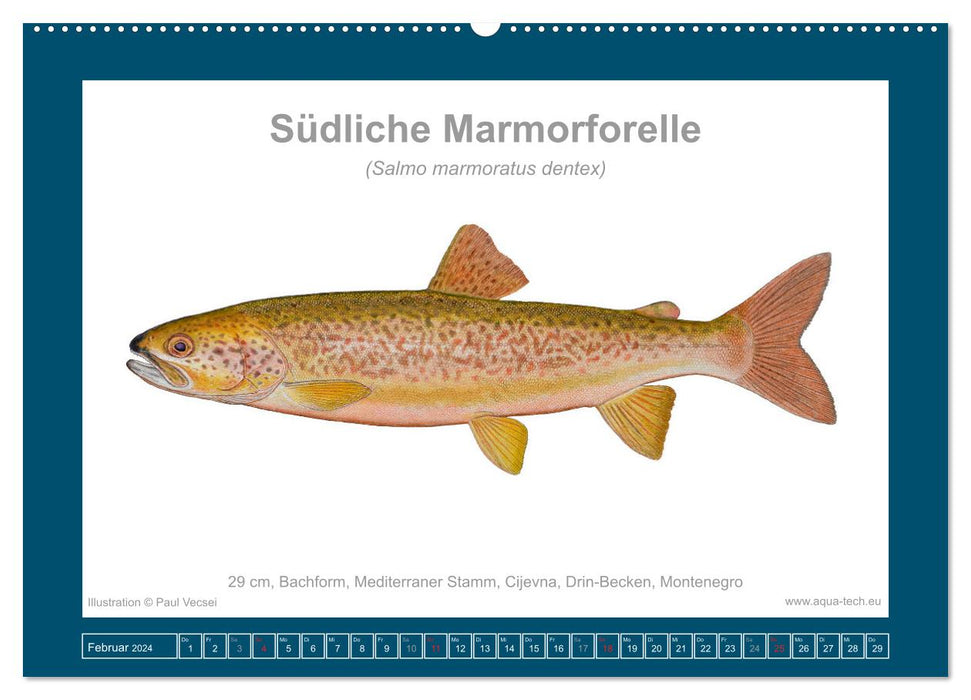 Fisch als Kunst 2024: Marmorierte Forellen (CALVENDO Wandkalender 2024)