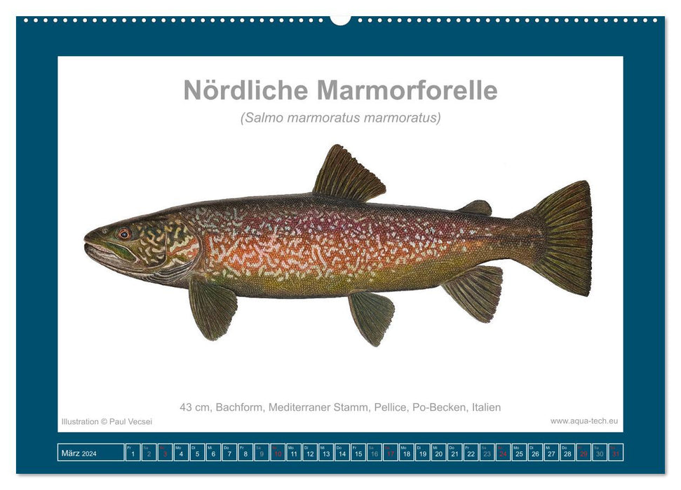 Fisch als Kunst 2024: Marmorierte Forellen (CALVENDO Wandkalender 2024)