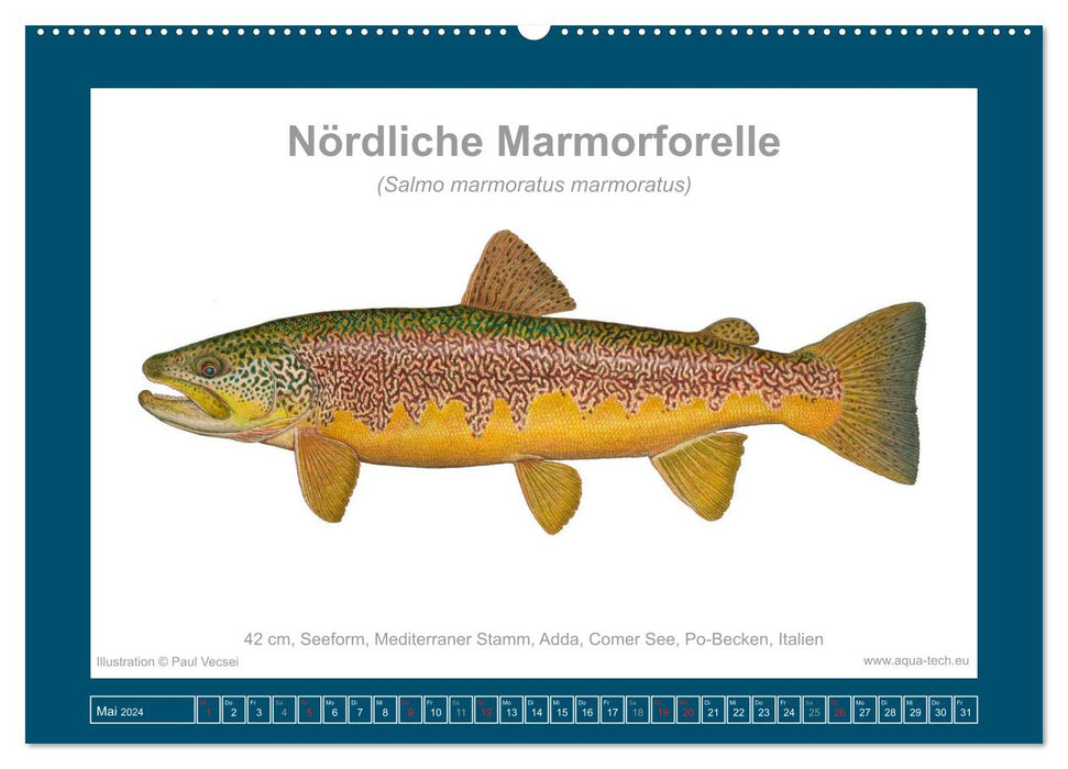 Fisch als Kunst 2024: Marmorierte Forellen (CALVENDO Wandkalender 2024)