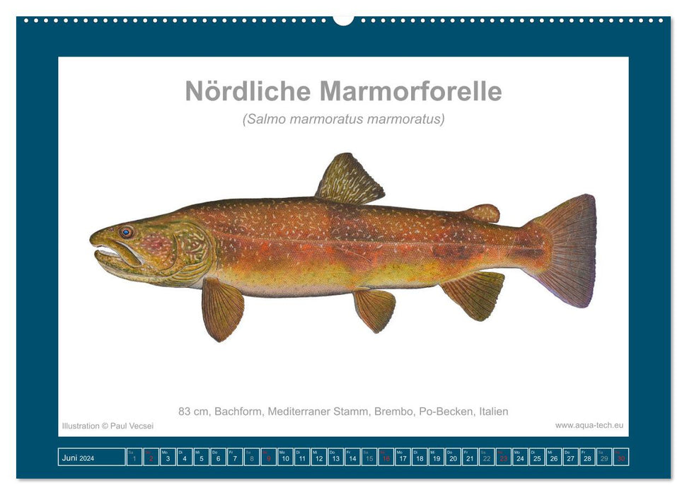 Fisch als Kunst 2024: Marmorierte Forellen (CALVENDO Wandkalender 2024)