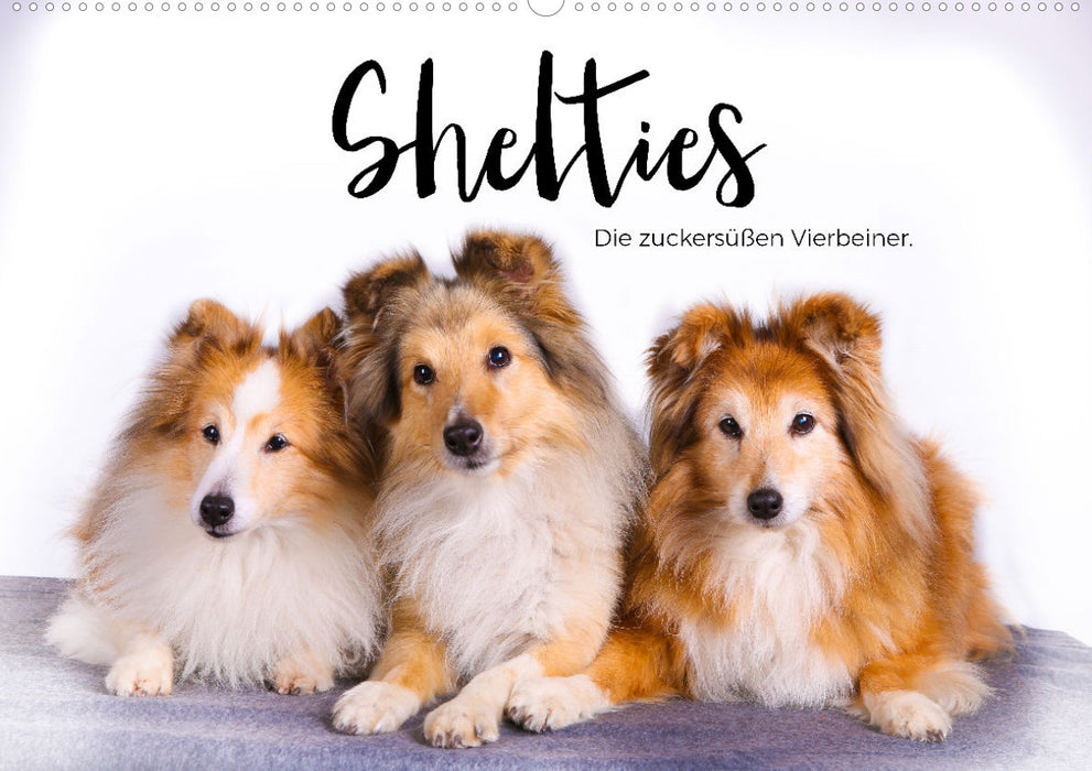 Shelties - Die zuckersüßen Vierbeiner. (CALVENDO Wandkalender 2024)