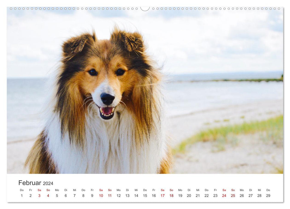 Shelties - The sweet four-legged friends. (CALVENDO wall calendar 2024) 