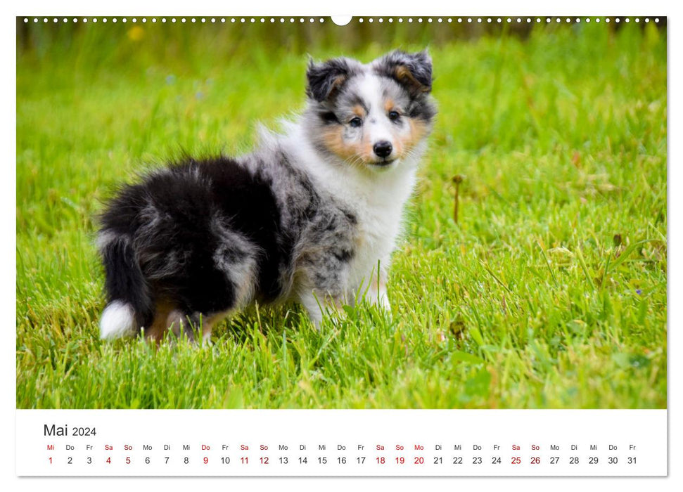 Shelties - The sweet four-legged friends. (CALVENDO wall calendar 2024) 