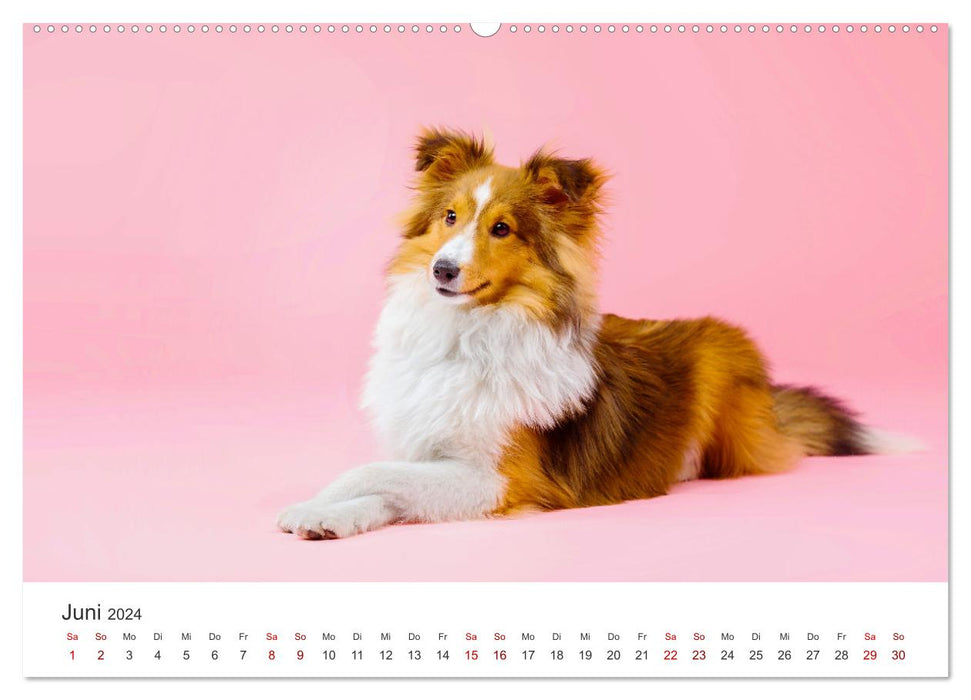 Shelties - The sweet four-legged friends. (CALVENDO wall calendar 2024) 