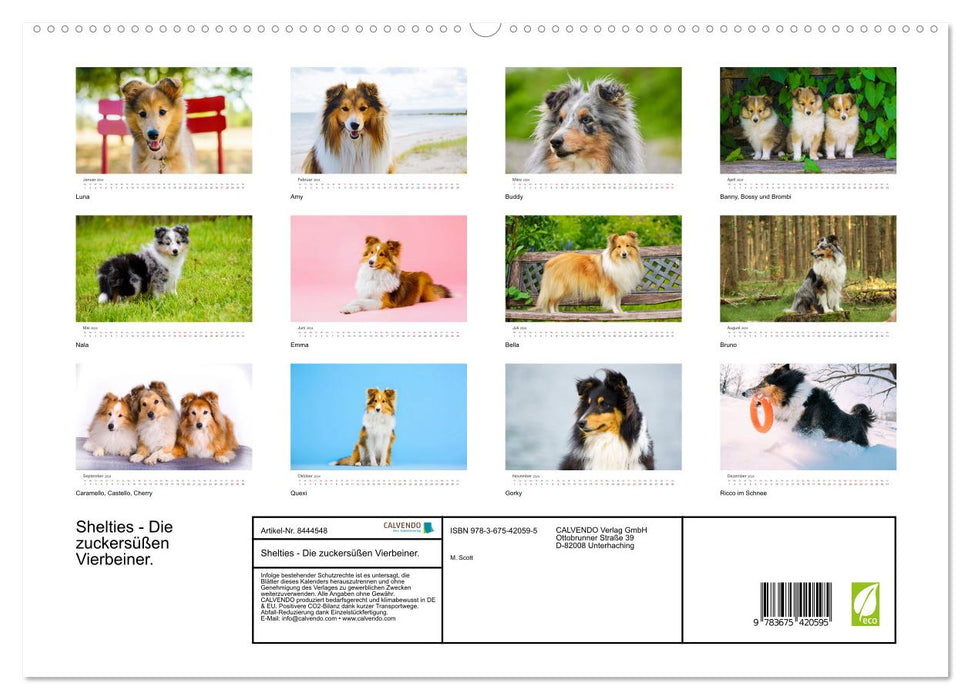 Shelties - Die zuckersüßen Vierbeiner. (CALVENDO Premium Wandkalender 2024)