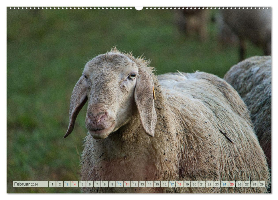 Schafe im Spessart (CALVENDO Wandkalender 2024)