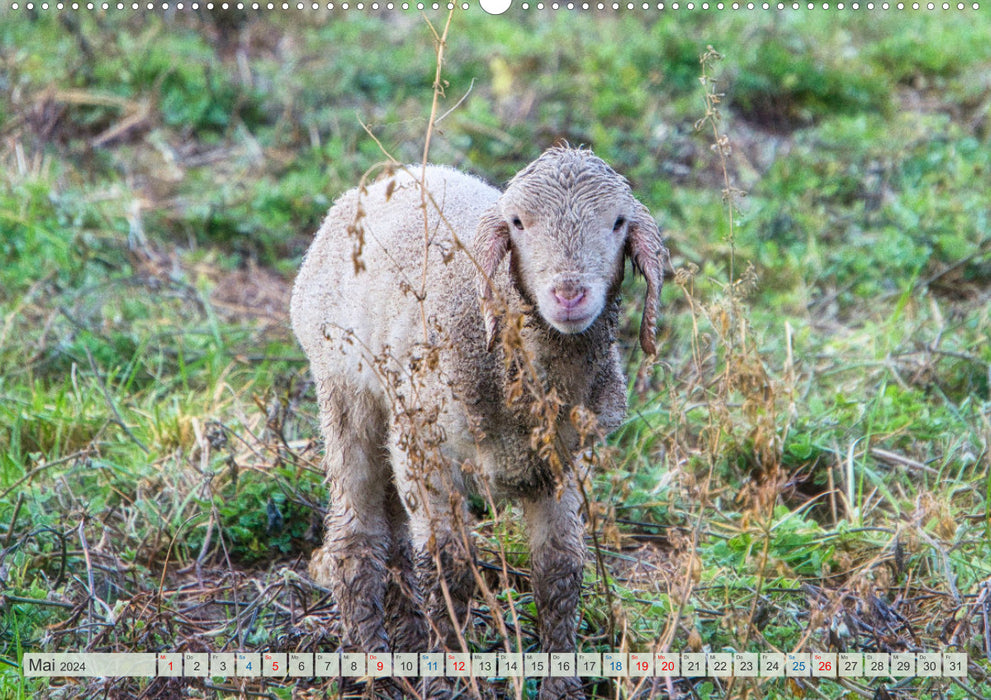Schafe im Spessart (CALVENDO Wandkalender 2024)