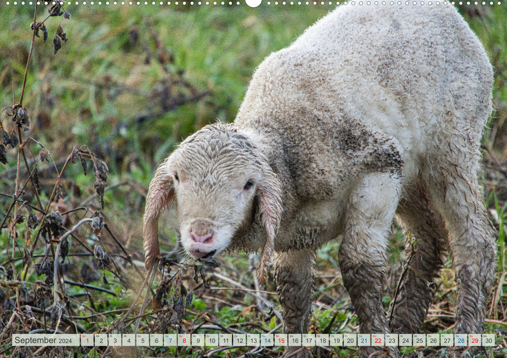Schafe im Spessart (CALVENDO Wandkalender 2024)