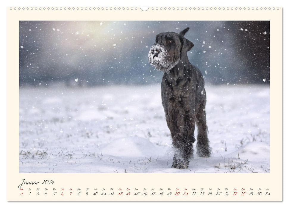 Riesenschnauzer... charakterstarke Hunde (CALVENDO Wandkalender 2024)