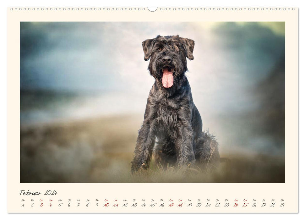 Riesenschnauzer... charakterstarke Hunde (CALVENDO Wandkalender 2024)