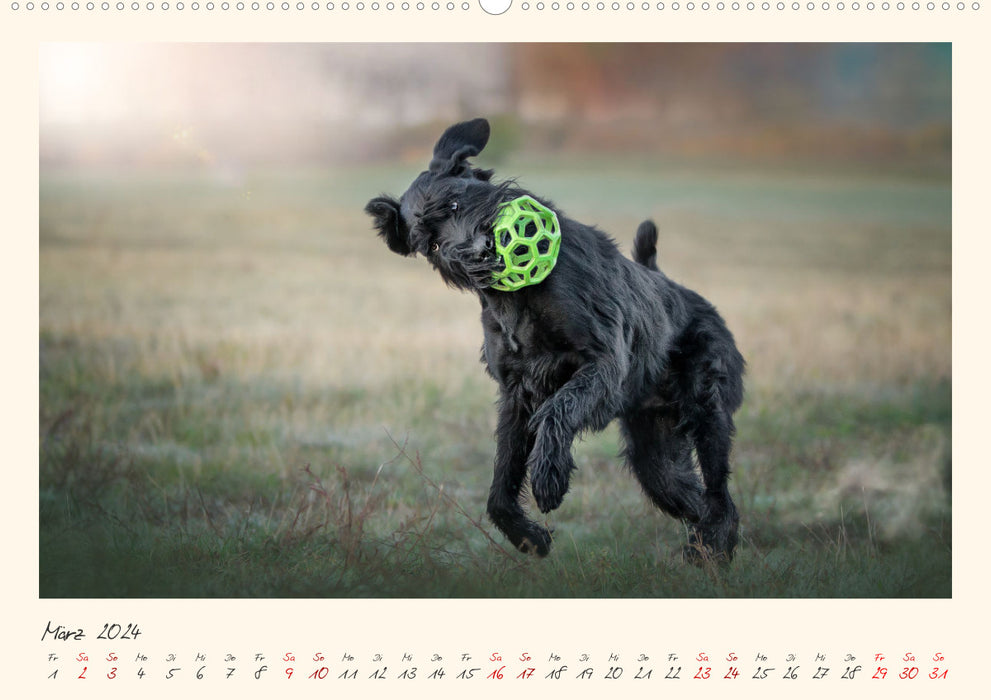 Riesenschnauzer... charakterstarke Hunde (CALVENDO Wandkalender 2024)