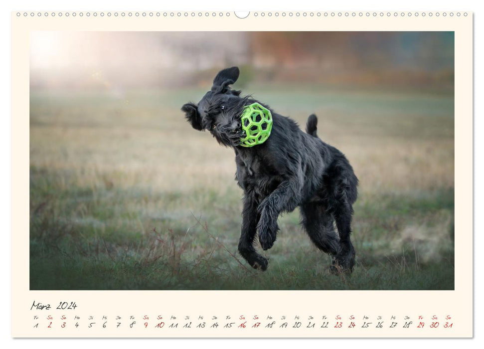 Riesenschnauzer... charakterstarke Hunde (CALVENDO Wandkalender 2024)