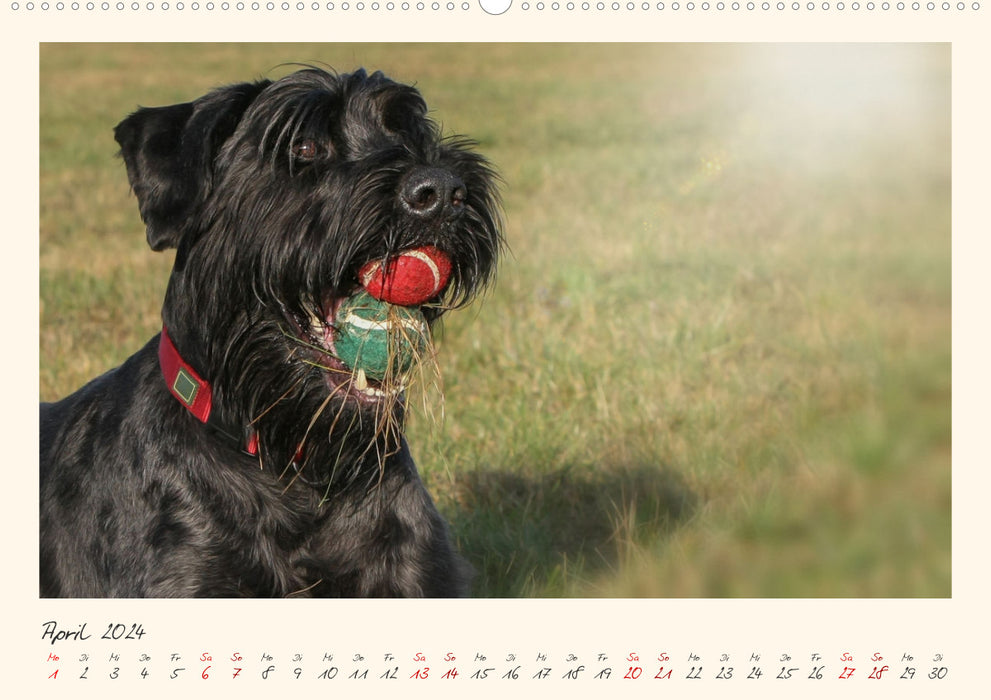 Riesenschnauzer... charakterstarke Hunde (CALVENDO Wandkalender 2024)