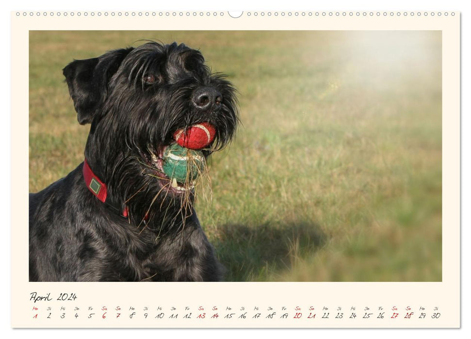 Riesenschnauzer... charakterstarke Hunde (CALVENDO Wandkalender 2024)