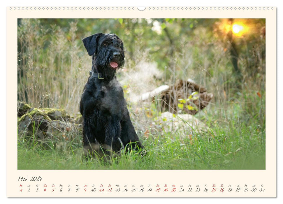 Riesenschnauzer... charakterstarke Hunde (CALVENDO Wandkalender 2024)