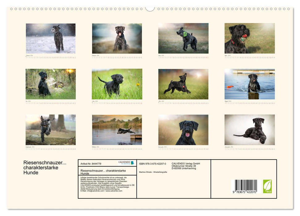 Riesenschnauzer... charakterstarke Hunde (CALVENDO Premium Wandkalender 2024)