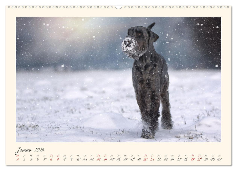 Riesenschnauzer... charakterstarke Hunde (CALVENDO Premium Wandkalender 2024)