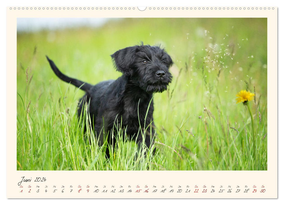 Riesenschnauzer... charakterstarke Hunde (CALVENDO Premium Wandkalender 2024)