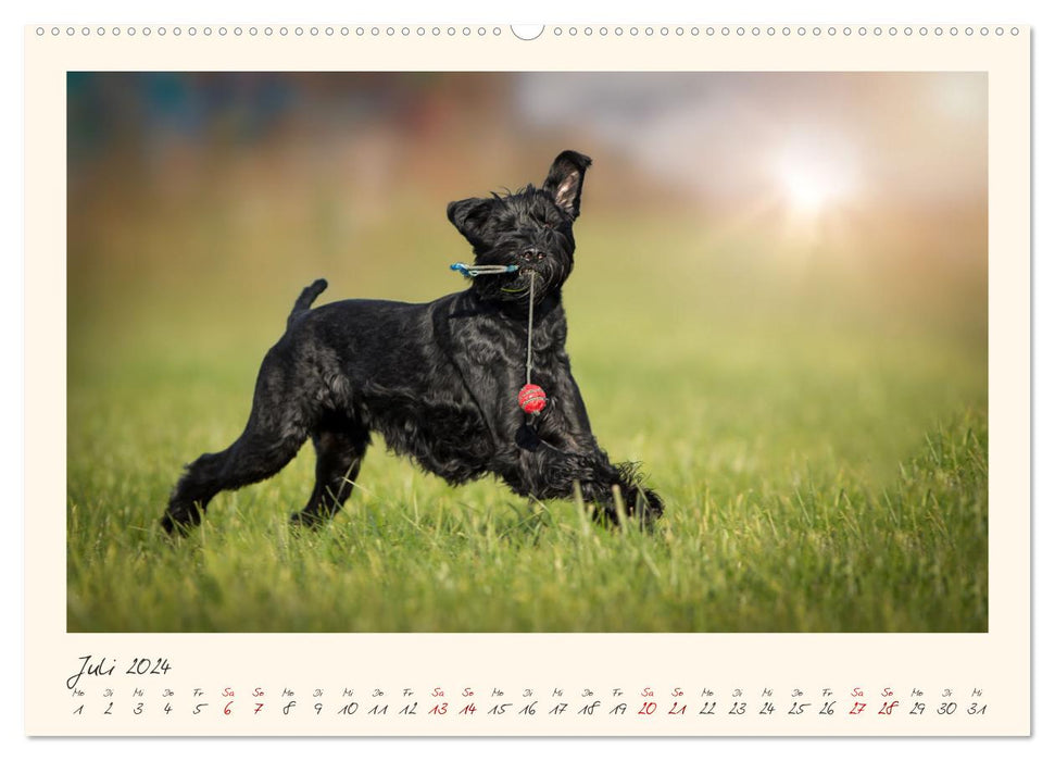 Riesenschnauzer... charakterstarke Hunde (CALVENDO Premium Wandkalender 2024)