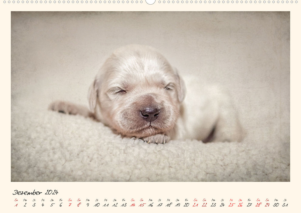Golden Retriever... Herzenshunde (CALVENDO Wandkalender 2024)