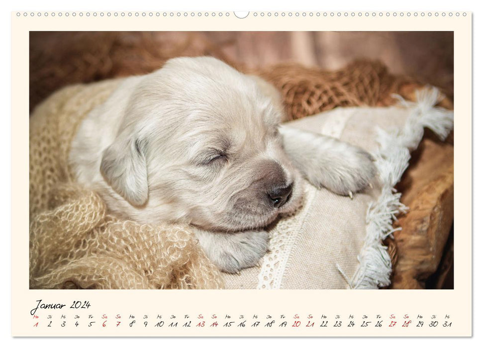 Golden Retriever... Herzenshunde (CALVENDO Wandkalender 2024)