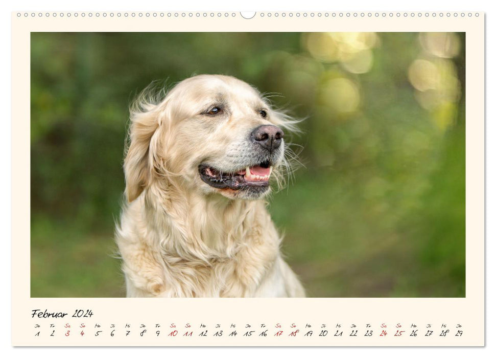 Golden Retriever... Herzenshunde (CALVENDO Wandkalender 2024)