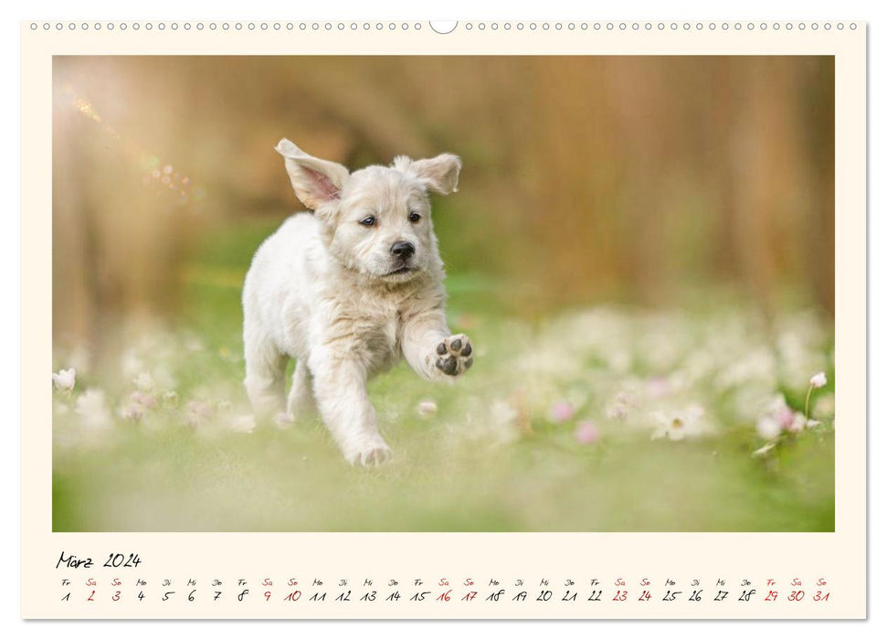 Golden Retriever... Herzenshunde (CALVENDO Wandkalender 2024)