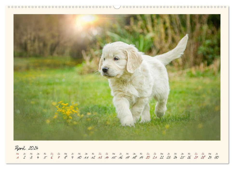 Golden Retriever... Herzenshunde (CALVENDO Wandkalender 2024)