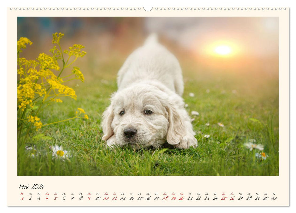 Golden Retriever... Herzenshunde (CALVENDO Wandkalender 2024)