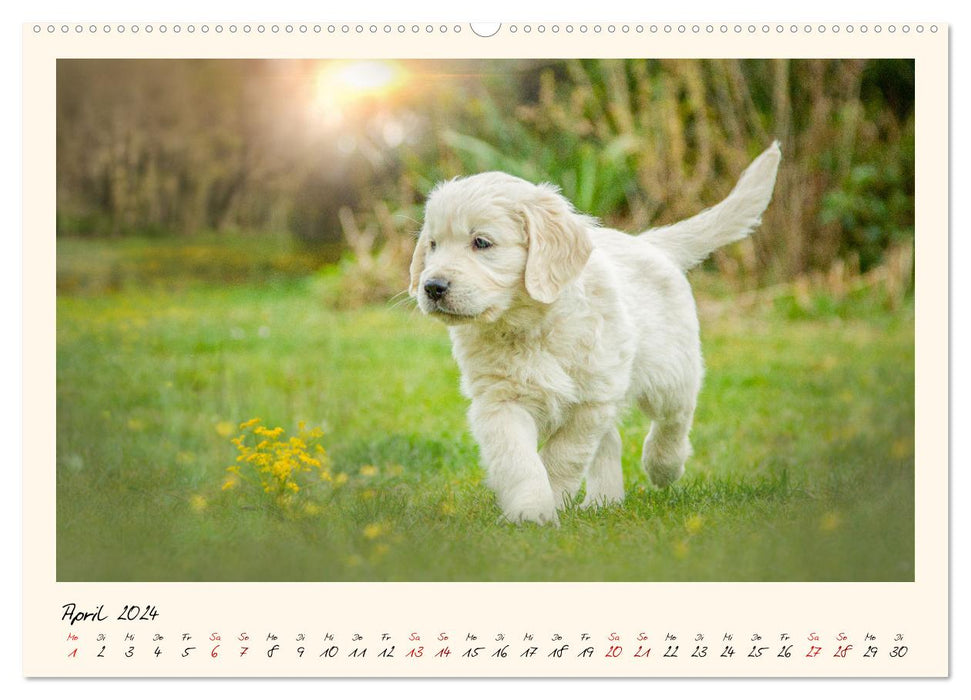 Golden Retriever... Herzenshunde (CALVENDO Premium Wandkalender 2024)