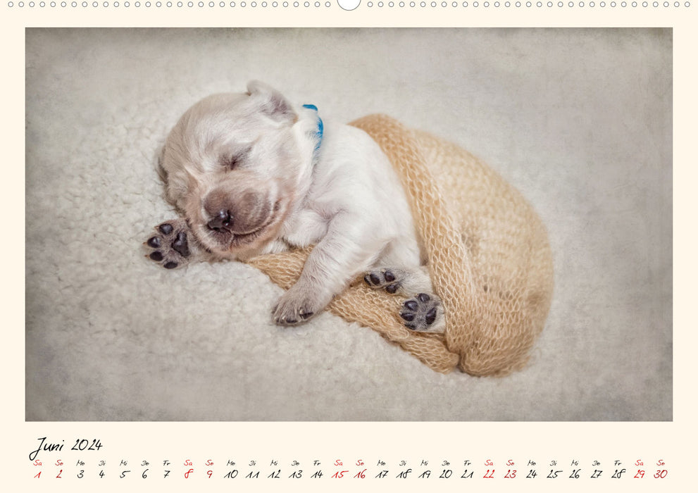 Golden Retriever... Herzenshunde (CALVENDO Premium Wandkalender 2024)