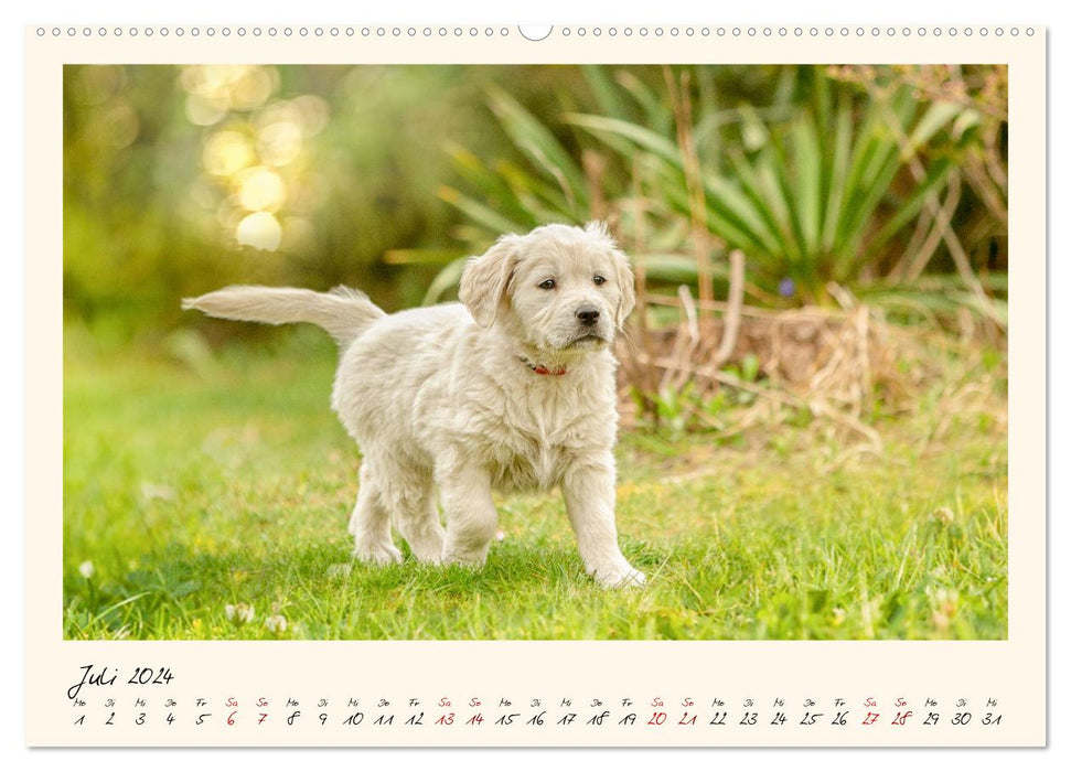 Golden Retriever... Herzenshunde (CALVENDO Premium Wandkalender 2024)