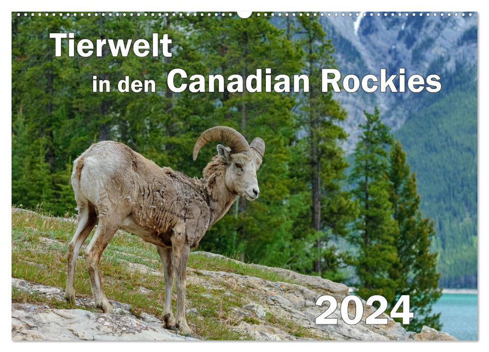 Tierwelt in den Canadian Rockies (CALVENDO Wandkalender 2024)