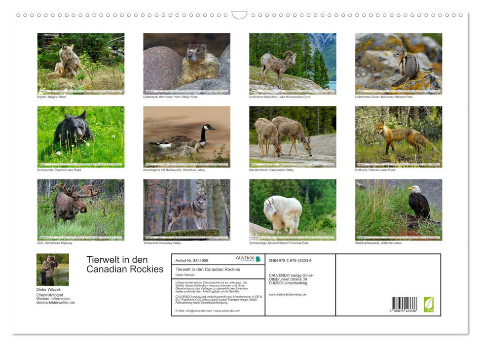 Tierwelt in den Canadian Rockies (CALVENDO Wandkalender 2024)