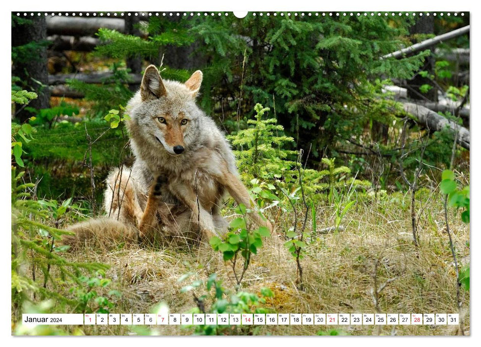 La faune des Rocheuses canadiennes (calendrier mural CALVENDO 2024) 