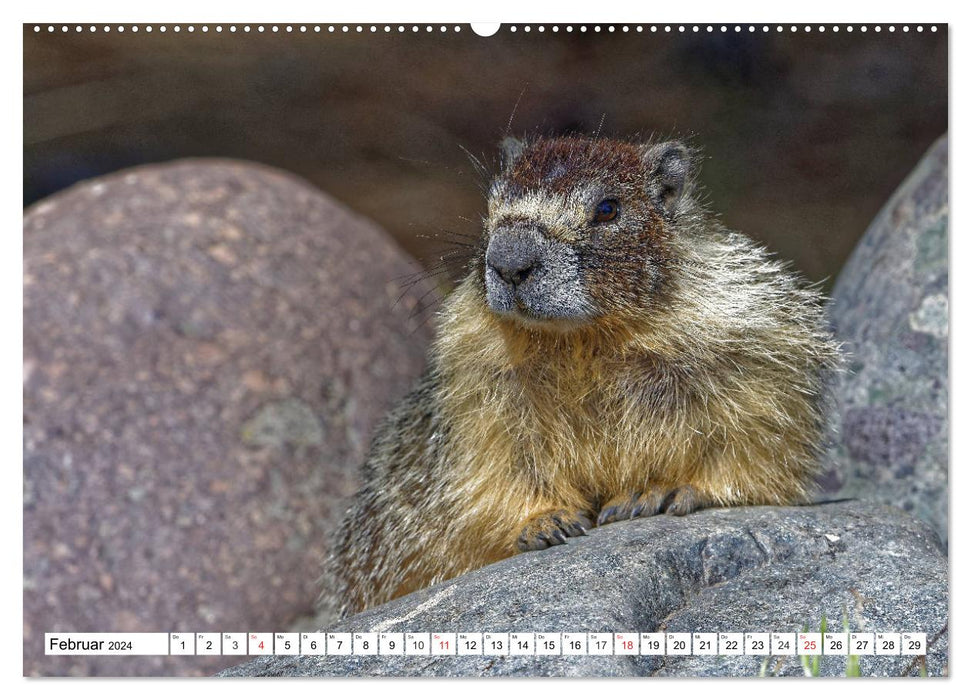 Tierwelt in den Canadian Rockies (CALVENDO Wandkalender 2024)