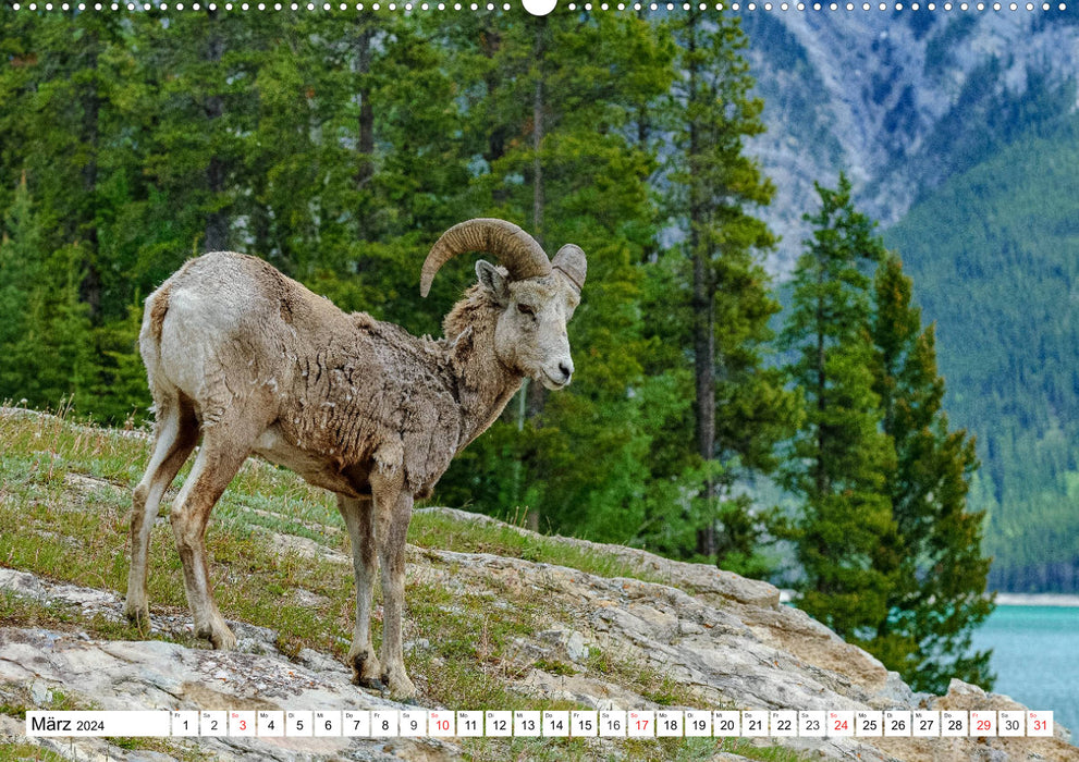 Tierwelt in den Canadian Rockies (CALVENDO Wandkalender 2024)