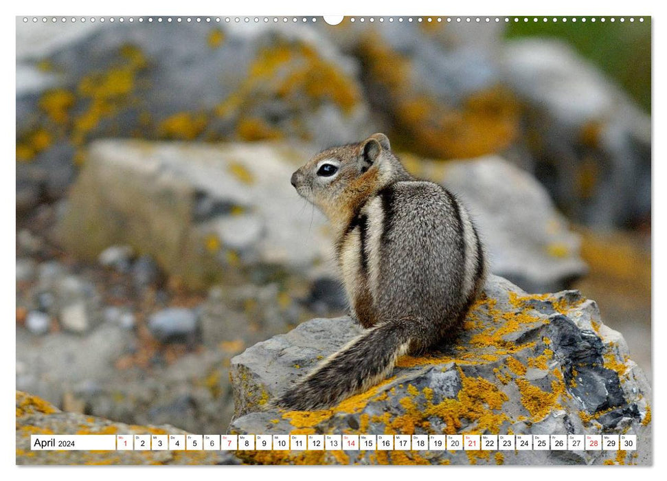 Tierwelt in den Canadian Rockies (CALVENDO Wandkalender 2024)
