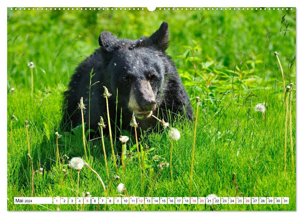 Tierwelt in den Canadian Rockies (CALVENDO Wandkalender 2024)