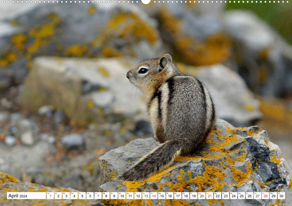 Tierwelt in den Canadian Rockies (CALVENDO Premium Wandkalender 2024)