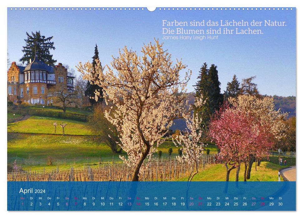 FASCINATION OF ALMOND BLOSSOM (CALVENDO Premium Wall Calendar 2024) 