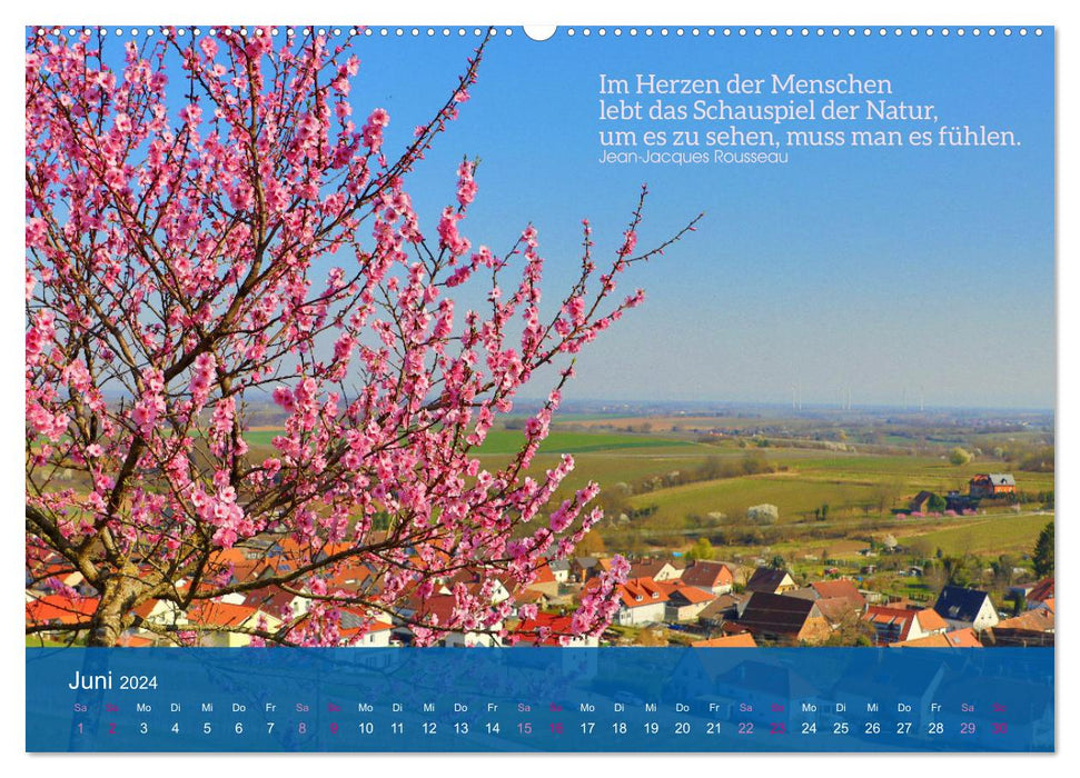 FASZINATION MANDELBLÜTE (CALVENDO Premium Wandkalender 2024)