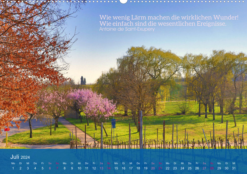 FASZINATION MANDELBLÜTE (CALVENDO Premium Wandkalender 2024)