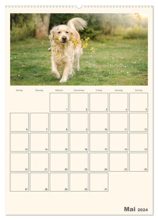 Magical Golden Retrievers (CALVENDO Premium Wall Calendar 2024) 