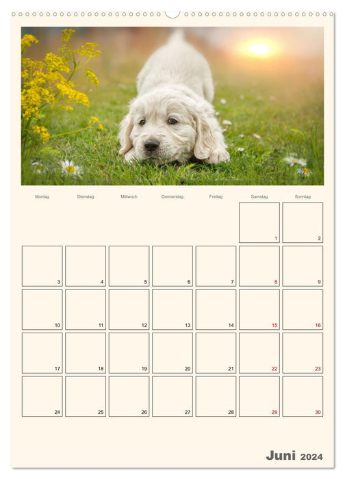 Zauberhafte Golden Retriever (CALVENDO Premium Wandkalender 2024)