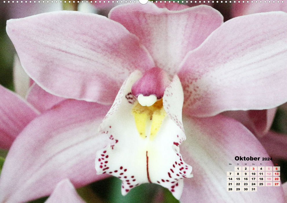 Most beautiful orchids (CALVENDO wall calendar 2024) 
